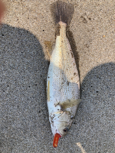 イシモチの釣果