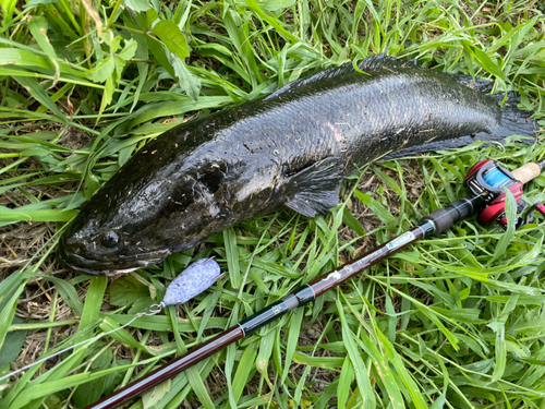 ライギョの釣果