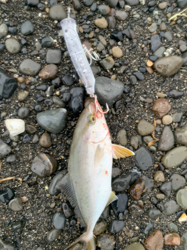 ショゴの釣果