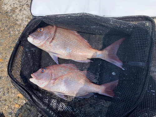 マダイの釣果