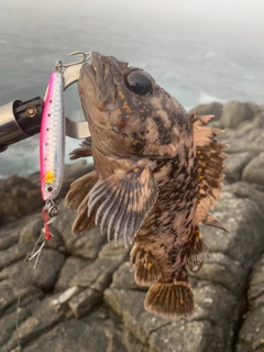 オウゴンムラソイの釣果