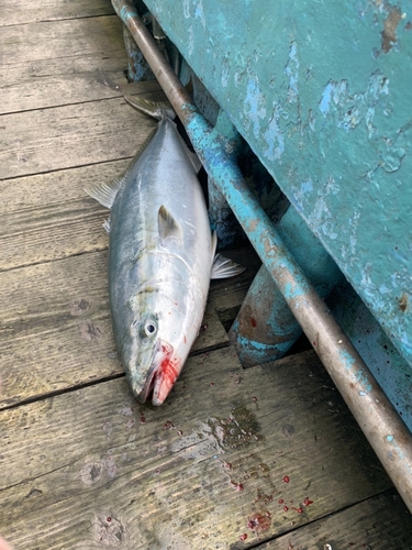 ブリの釣果