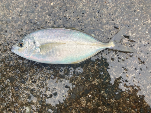 シマアジの釣果