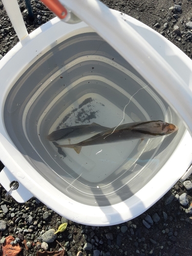 ショゴの釣果