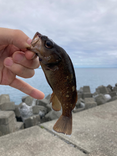 エゾメバルの釣果