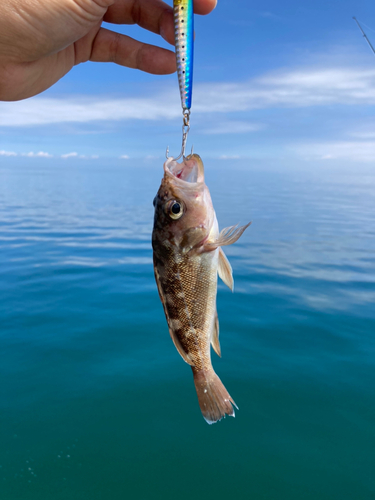 エゾメバルの釣果