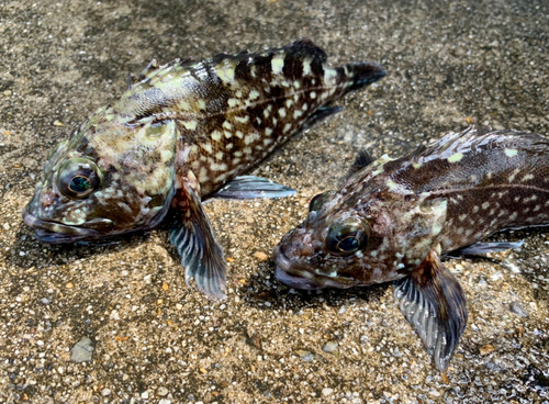 カサゴの釣果