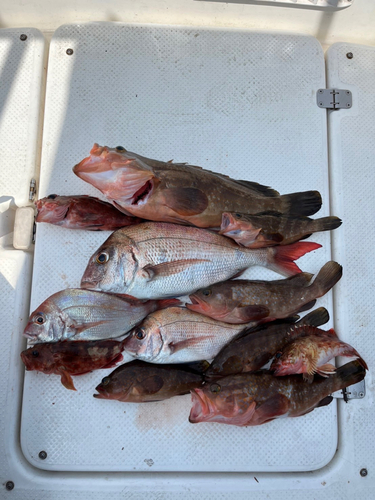 アコウの釣果