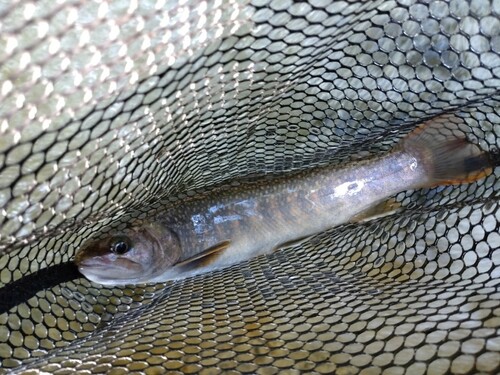 ニッコウイワナの釣果