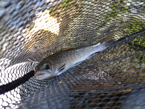 ニッコウイワナの釣果