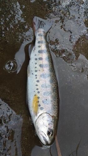 ヤマメの釣果