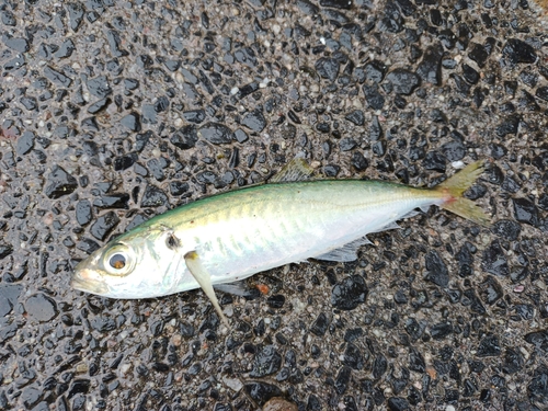 アオアジの釣果