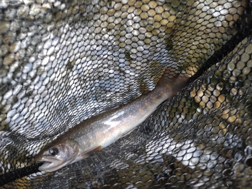 ニッコウイワナの釣果