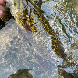 スモールマウスバス