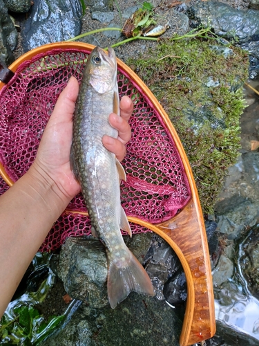 イワナの釣果