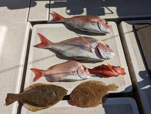 タイの釣果