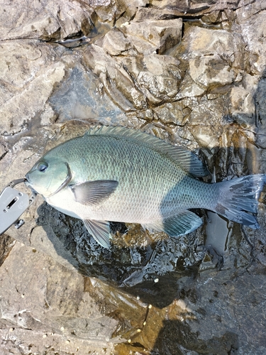 クチブトグレの釣果