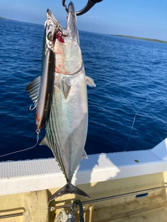 ハガツオの釣果