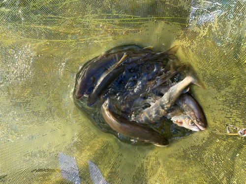 アユの釣果