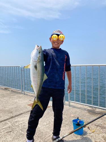 ハマチの釣果