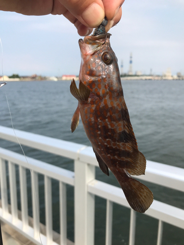 キジハタの釣果