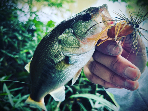 ラージマウスバスの釣果