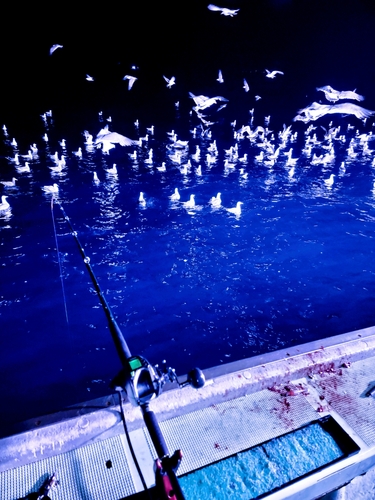 スルメイカの釣果