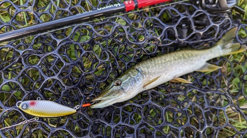 ノーザンパイクの釣果