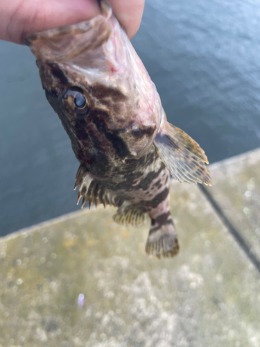 タケノコメバルの釣果