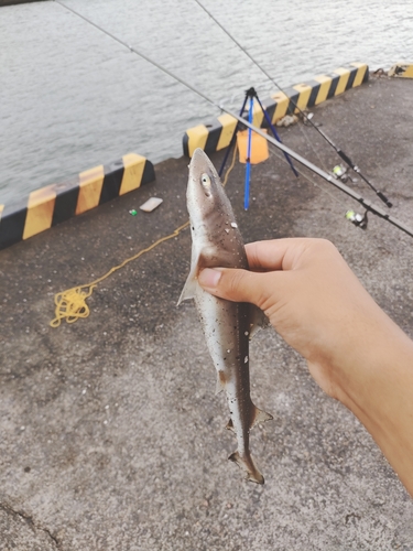 ドチザメの釣果