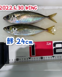 アジの釣果