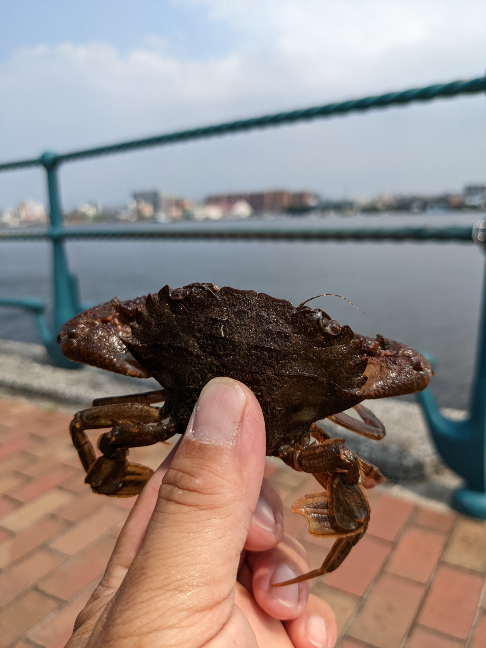 タイワンガザミ