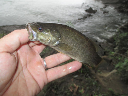 スモールマウスバスの釣果