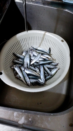 サバの釣果