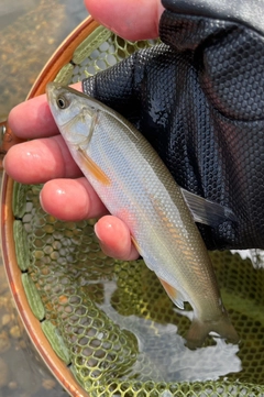 ウグイの釣果