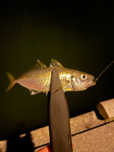 マアジの釣果