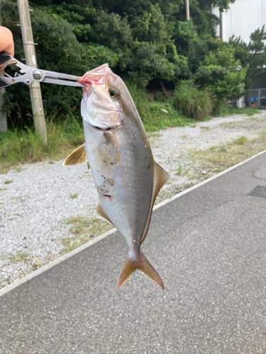 ネリゴの釣果