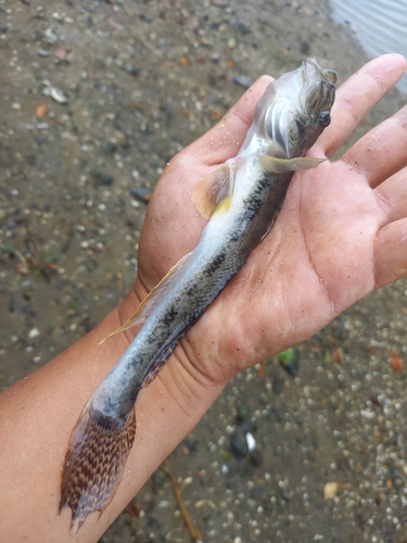 マハゼの釣果