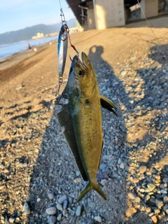 シイラの釣果