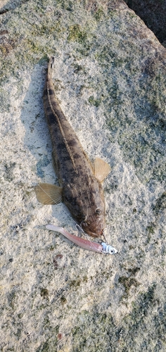 マゴチの釣果