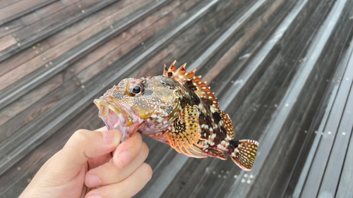 カサゴの釣果