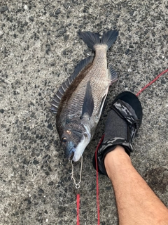 クロダイの釣果