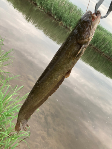 ナマズの釣果