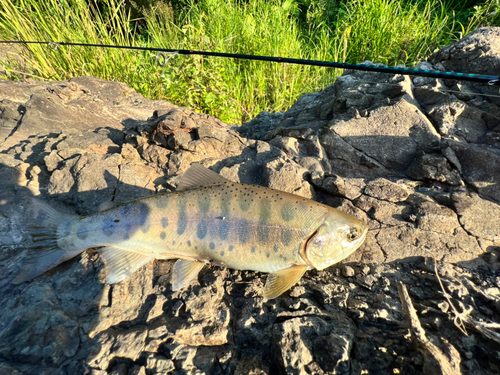 ヤマメの釣果