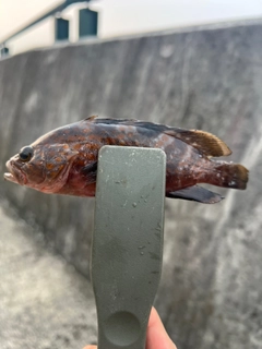 オオモンハタの釣果