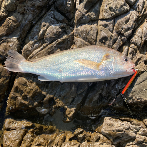 シログチの釣果