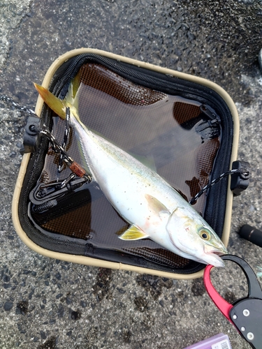 ツバスの釣果