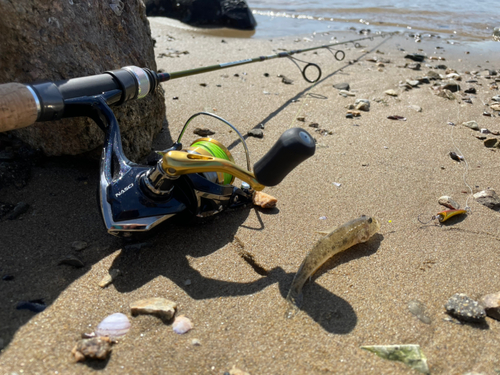 マハゼの釣果