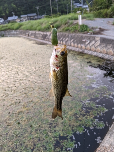 ブラックバスの釣果