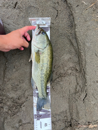 ラージマウスバスの釣果